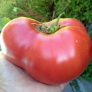 150 vegetable seeds Mortgage Lifter Tomato, easy  to grow  #SCTN65