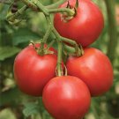 125 vegetable seeds Riesentraube Tomato, fast growing  #SCTN65