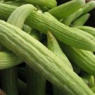 100 vegetable seeds Armenian White Cucumber, easy to grow   #SCTN65