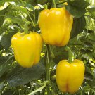 50 Vegetable Seeds  Sunbright Pepper   Yellow High Yields, fast growing #SCTN65