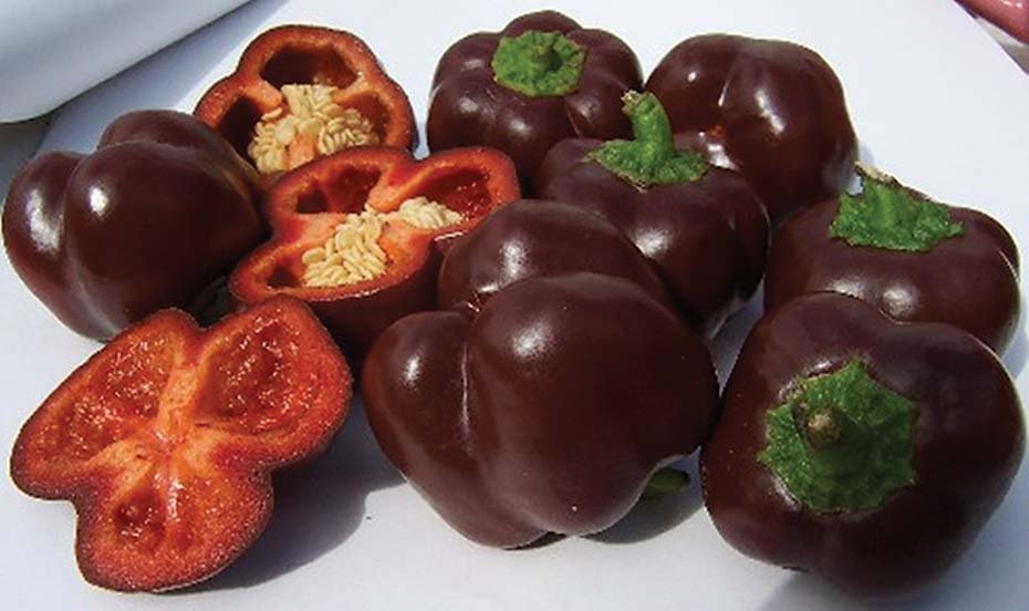 50 vegetable seeds Chocolate Bell Pepper Crisp Sweet Red Flesh #SCTN65
