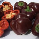 50 vegetable seeds Chocolate Bell Pepper Crisp Sweet Red Flesh #SCTN65