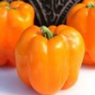 50 vegetable seeds Orange King Bell Pepper, easy to grow  #SCTN65