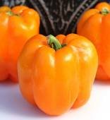 50 vegetable seeds Orange King Bell Pepper, easy to grow  #SCTN65
