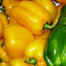 100 vegetable seeds Golden Wonder Bell Pepper   Sweet Yellow #SCTN65