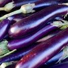 275 vegetable seeds Long Purple Eggplant  Italian Northern Climate #SCTN65