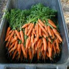 1000 vegetable seeds Scarlet Nantes Carrot  Crisp Tender Sweet #SCTN65