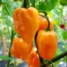 50 vegetable seeds Habanero Orange Pepper Flaming Hot Chile, easy to grow #SCTN65