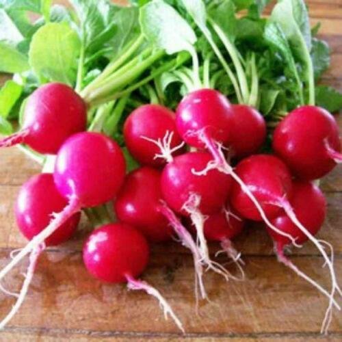 500 vegetable seeds  Belle Radish 500+ Heirloom, easy to grow  #SCTN65