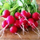 500 vegetable seeds  Belle Radish 500+ Heirloom, easy to grow  #SCTN65