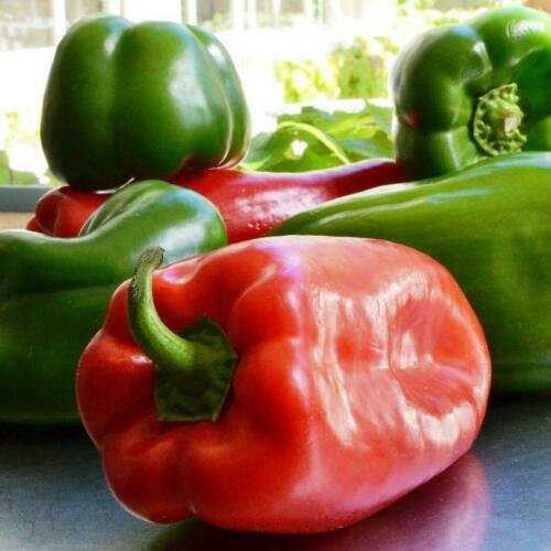 100 vegetable seeds Yolo Wonder Bell Pepper  Green Red Sweet Pepper #SCTN65