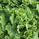 1000 vegetable seeds Green Ice Lettuce   Sweet Heat Tolerant, fast growing   #SCTN65
