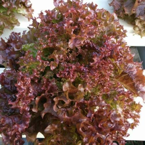 1000 vegetable seeds Lolla Rosa Lettuce   Early Crisp Sweet Leaf, easy to grow    #SCTN65