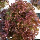 1000 vegetable seeds Lolla Rosa Lettuce   Early Crisp Sweet Leaf, easy to grow    #SCTN65