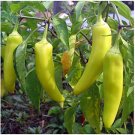 125 vegetable seeds Sweet Banana Pepper  Mild Yellow Orange Peppers   #SCTN65