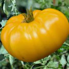 75 vegetable seeds Brandywine Yellow Tomato, easy to grow      #SCTN65