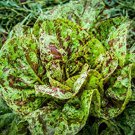 1000 vegetable seeds Freckles Romaine Lettuce   Heat Tolerant Red     #SCTN65