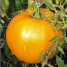 175 vegetable seeds Golden Jubilee Tomato, easy to grow      #SCTN65