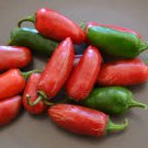 125 vegetable seeds Jalapeno Tam Pepper Mild Smoked Chipotles  #SCTN65