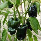60 vegetable seeds Ancho Poblano Pepper     #SCTN65