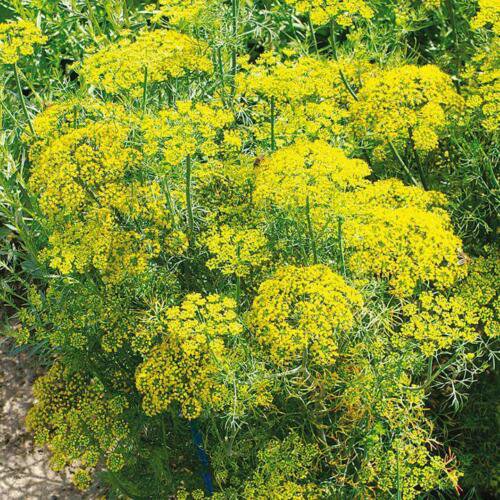 700 vegetable seeds Dill Bouquet, easy to grow   #SCTN65