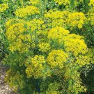 700 vegetable seeds Dill Bouquet, easy to grow   #SCTN65