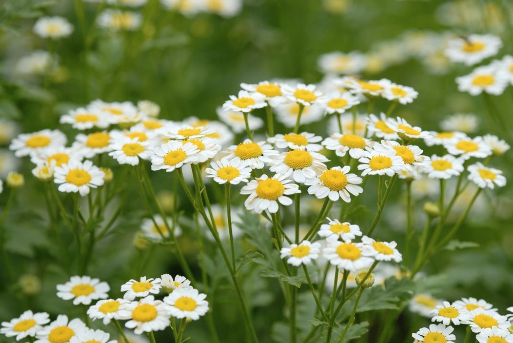 1000 flower seeds Chamomile Common   Fragrant, fast growing      #TRSE66