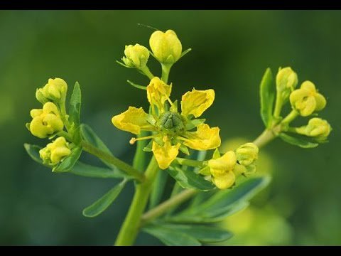 100 Herb Seeds Rue Common, easy to grow       #TRSE66