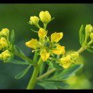 100 Herb Seeds Rue Common, easy to grow       #TRSE66