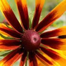 100 flower seeds yellow Gloriosa Daisy , fast growing      #TRSE66