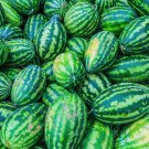25 Fruit seeds Congo Watermelon, fast growing       #TRSE66