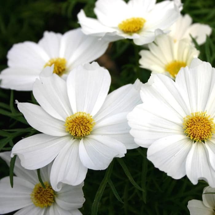 50 flower seeds Cosmos Purity White, fast growing     #TRSE66