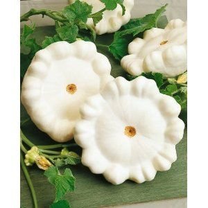 20 seeds Squash Summer Early White Patty Pan Bush Scallop    #TRSE66