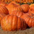 5 seeds Atlantic Giant Pumpkin  #TRSE66