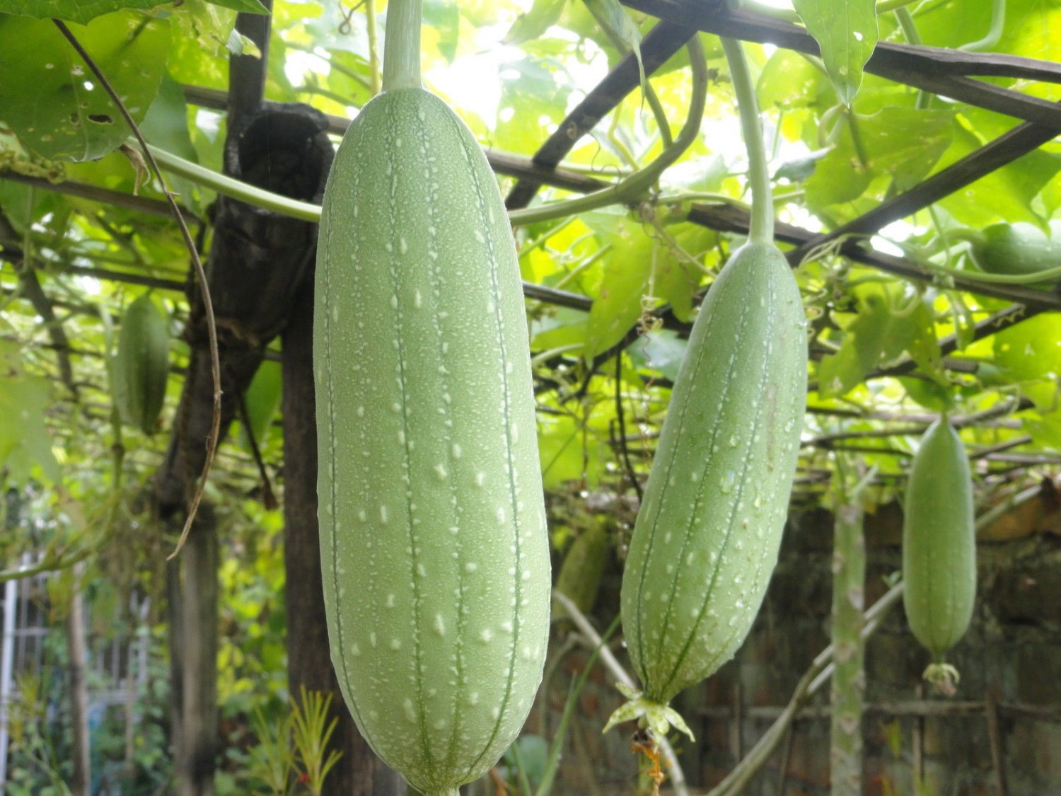 10 garden  seeds Luffa Gourd Sponge       #TRSE66