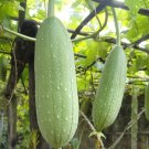 10 garden  seeds Luffa Gourd Sponge       #TRSE66