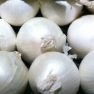 100 vegetable seeds Onion White Sweet Spanish Mild       #TRSE66