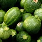 25 vegetable seeds Boston Pickling Cucumber, easy to grow    #TRSE66