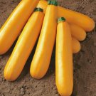 20 vegetable seeds Golden Zucchini Summer Squash       #TRSE66