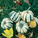 20 vegetable seeds Sweet Dumpling Winter Squash       #TRSE66