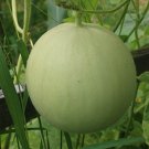 50 fruit seeds Honey Dew Cantaloupe Melon, eaasy to grow      #TRSE66