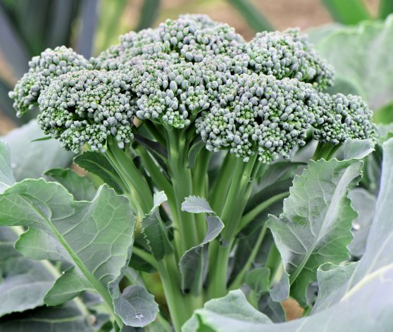 300 vegetable seeds Broccoli Green Sprouting Calabrese, easy to grow      #TRSE66