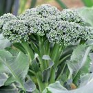 300 vegetable seeds Broccoli Green Sprouting Calabrese, easy to grow      #TRSE66