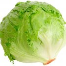 1000 vegetable seeds Crisphead Lettuce Garden  heirloom #ECHG69