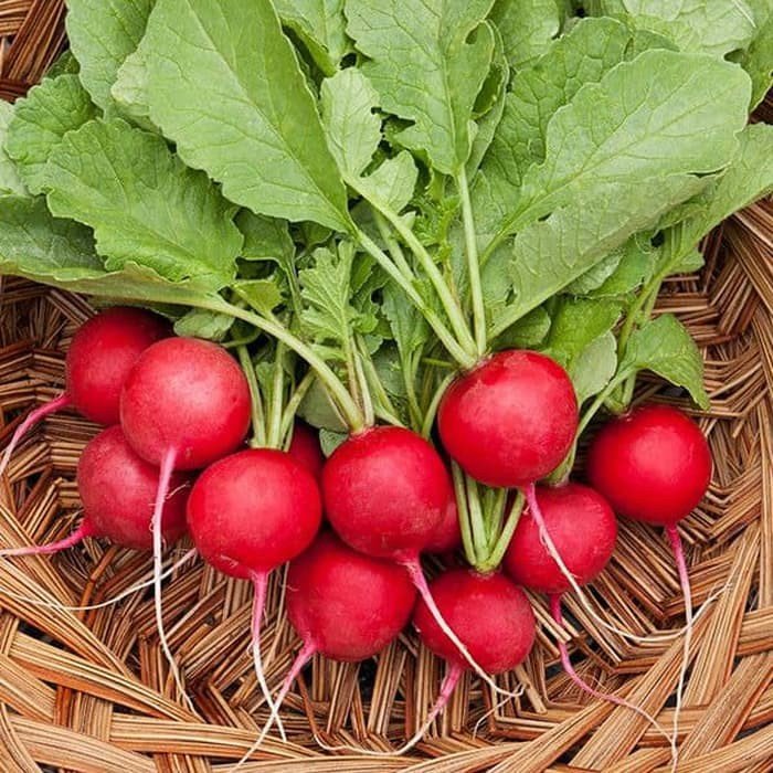 300 Vegetable Seeds Cherry Belle Radish   #ECHG69