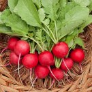 300 Vegetable Seeds Cherry Belle Radish   #ECHG69