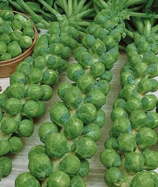 750 vegetable seeds Brussels Sprout Long Island Improved Heirloom  #ECHG69