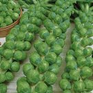 750 vegetable seeds Brussels Sprout Long Island Improved Heirloom  #ECHG69