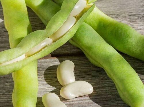 100 vegetable seeds  Heirloom Sugar Snap Peas, easy to grow       #ECHG69