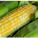 100 vegetable seeds Peaches and Cream Corn     #ECHG69